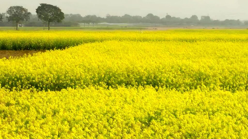 আমন–বোরোর ফাঁকে সরিষা: কৃষকের মুখে হাসি