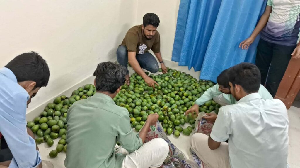 রাবিতে লিচুর পর এবার আম পৌঁছে দিলেন হল সংসদের নেতারা