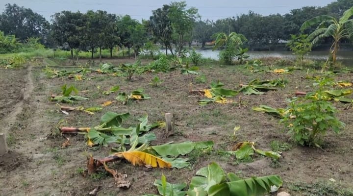 রিকশাচালক জয়নালের স্বপ্ন পুড়ে ছাই: রাতের আঁধারে কেটে ফেলা হলো শতাধিক ফলন্ত কলাগাছ
