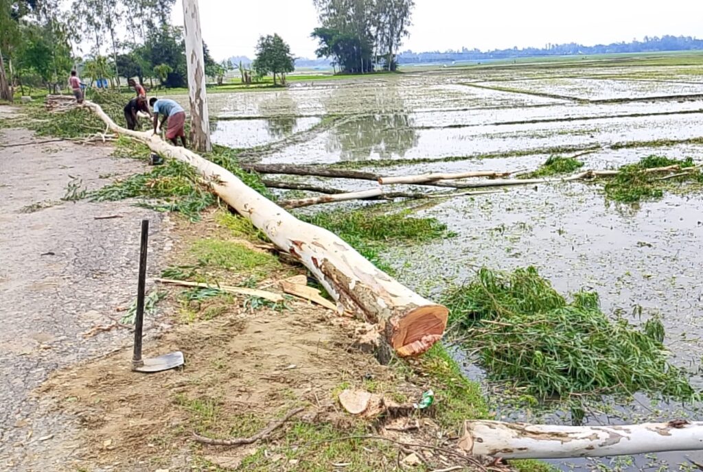 দায় নিচ্ছে না কোনো দপ্তর! মান্দায় এলজিইডি সড়কের গাছ কাটার মহোৎসব